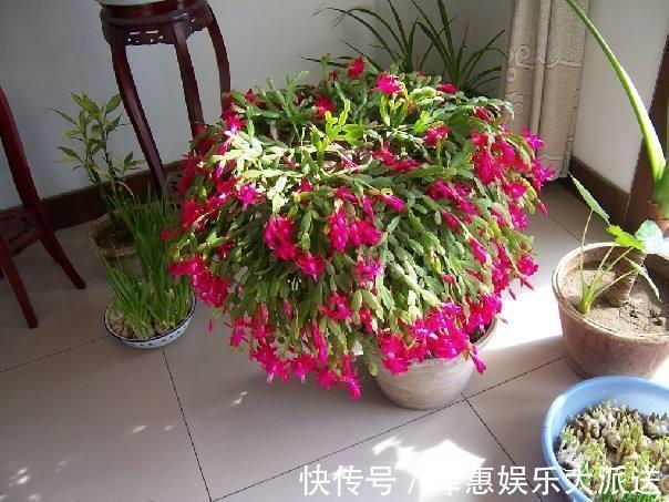 休眠期|长寿花是时候施肥了,来点白色粉末兑水浇花,睡醒了就等开花