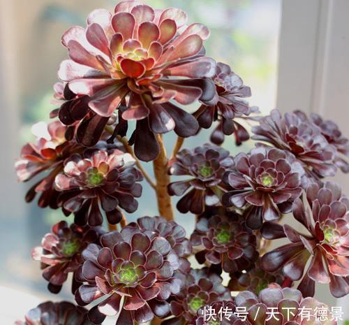 家里养黑法师,狠心虐一虐,颜色美美哒,长成霸气老桩!