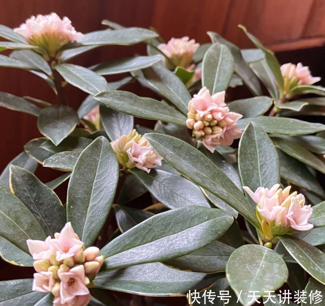 5种花比茉莉还香,越冷越爆盆,满屋子香味,现在买过年开花