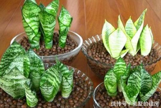 家里4种药片,过期不要扔,都是养花宝贝,比花肥好用10倍