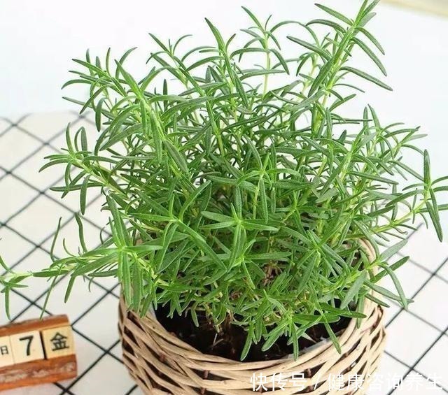 植物|想让家里病菌少,就养这五种植物,漂亮又好养,家里至少要有一种!