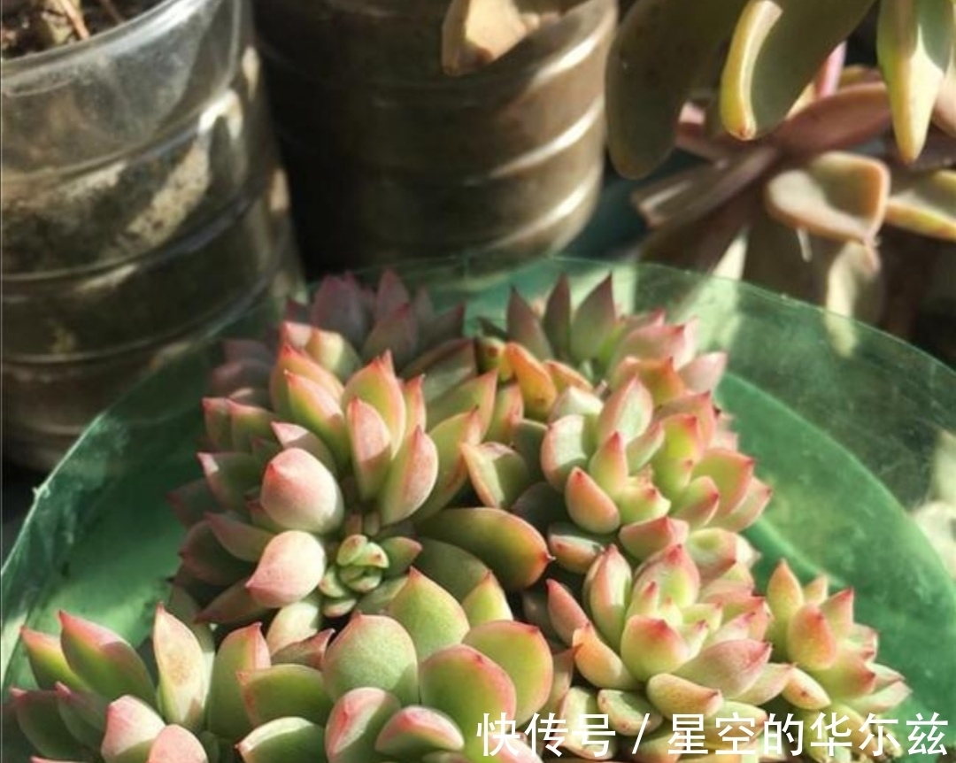 用上1个塑料瓶子,冬天扦插多肉,也能很快生根,长出小苗