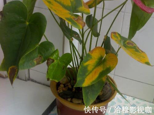 养护|6种“生财花”,夏季养家里,“浇水”要注意,要不黄叶、烂根