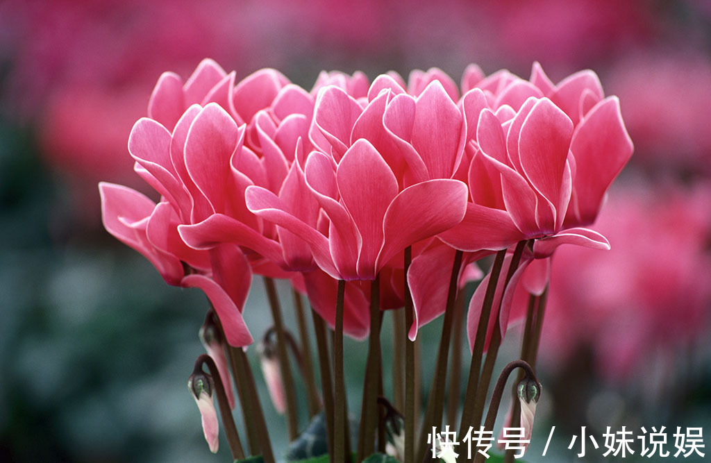 喜欢在家中养护漂亮的花卉,就选择花色绚丽,多姿耀眼的3种花卉