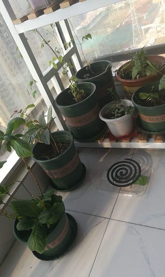 花友们|夏天室外养花,蚊子太多了,种点驱蚊草试试