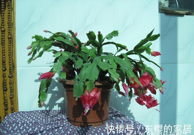 非洲堇|适合秋天养的7种花,好养易活,只要环境合适,爱开花,花期长