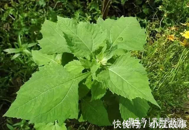 杂草|这草全身是宝,可惜大家都当杂草,晒干泡水好处多,别不知价值