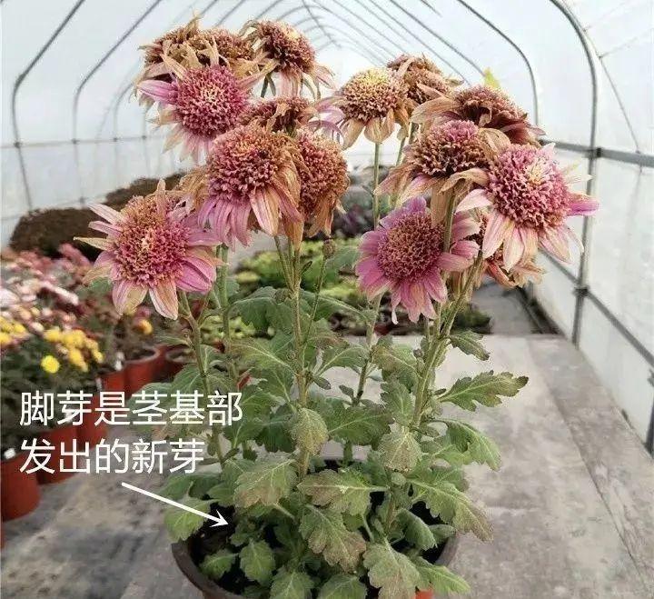 10种花，现在抓紧剪，更抗冻、好过冬！