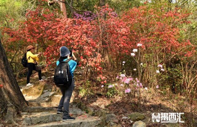 龙山杜鹃怒放，赏花正当时，点缀揭西的绿水青山