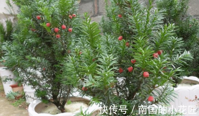 观赏价值|养殖红豆杉，作为园丁，该怎么让盆栽长得好看？