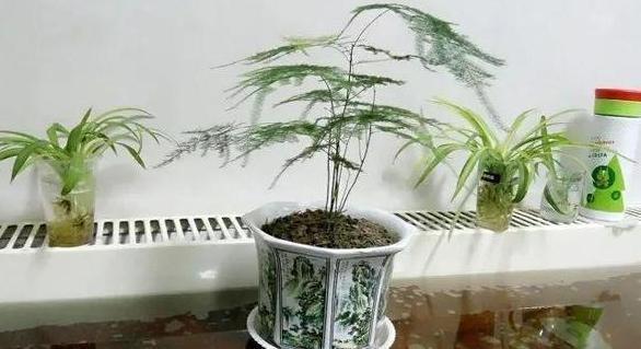 第一次养花没经验牢记''4个重点'',植物蹭蹭长、不生病