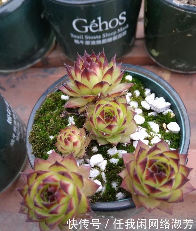 养多肉,不讲究,风风雨雨,依然安好