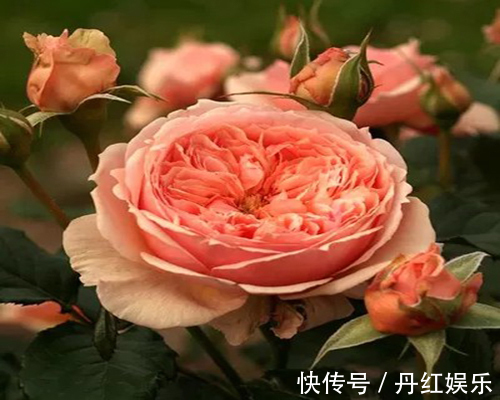 月季花朵品种多,这两种花很独特,易养且美艳