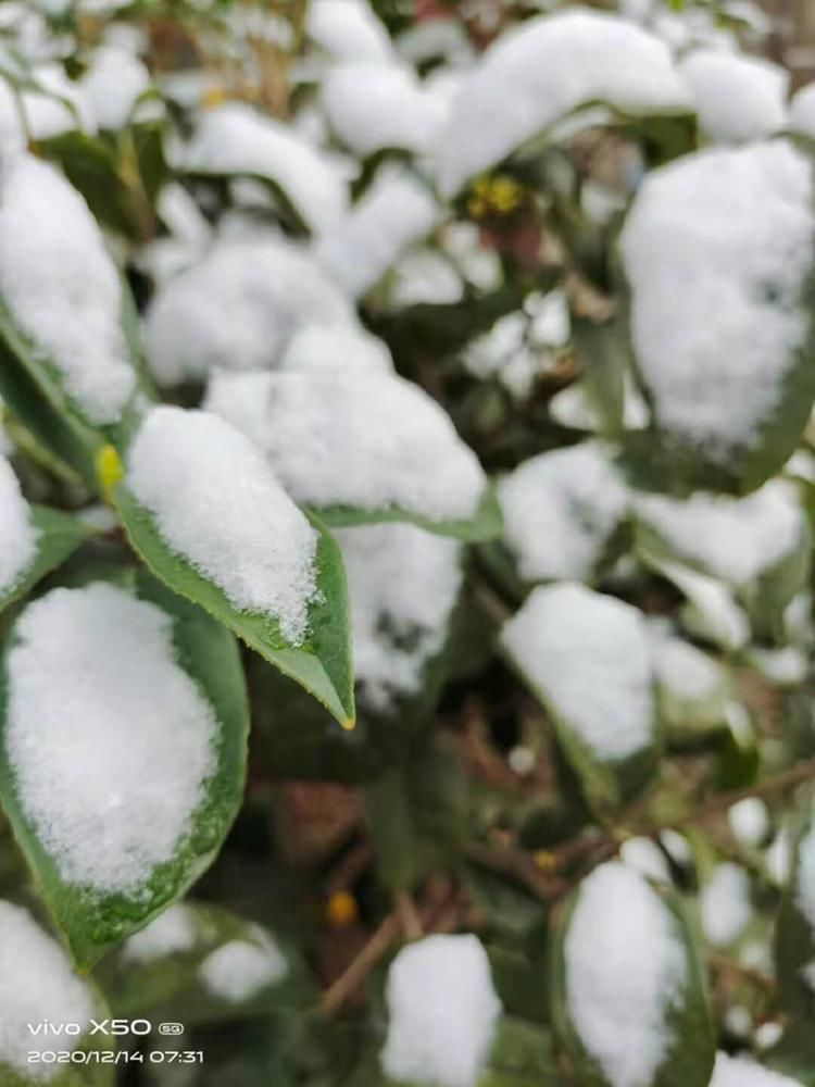 昨晚|-3°C！昨晚，丹阳下雪啦！