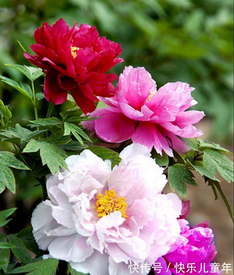 养花试试这款,自然,又优雅到极致的美