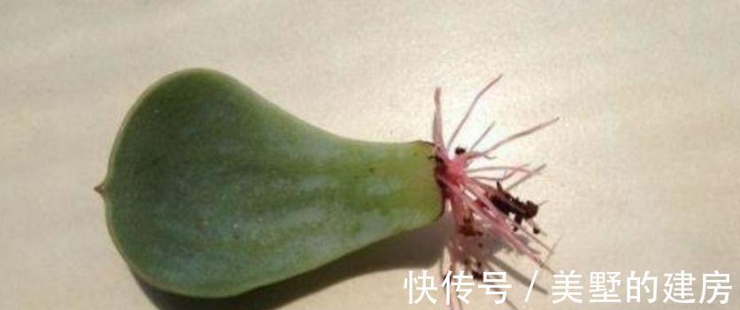 多肉|这3种扦插方式成功率高，新人肉友抓紧时间学吧，好用又好操作