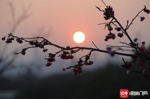 老年|美翻了！500多株樱花盛放仙湖植物园