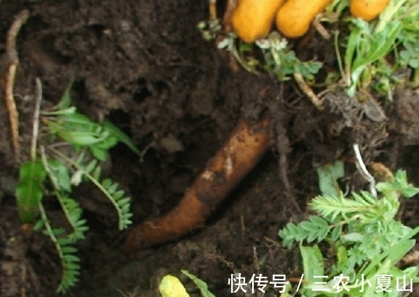 蝶形花科|遇见了,就别采挖,“根部”太珍贵了,请保护好