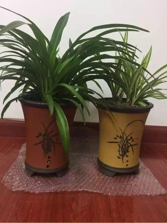 11月前，3种花该换盆了，再冷就迟了，过冬为难！