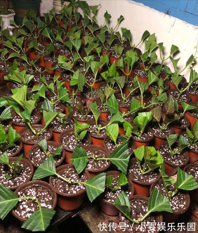 成活率|4种漂亮花，5月快扦插，20天生根，残枝别浪费