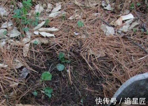 松针土|一种“万能土”,养花的人抢着挖,养兰花、君子兰杠杠滴