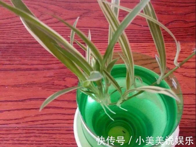 给这花换盆,土里扒出30个崽,根本不用扦插!