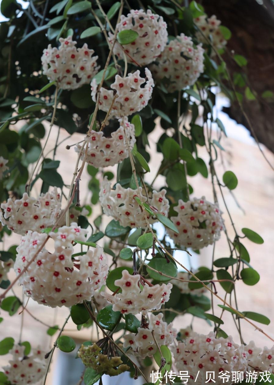 常春藤|9种流行“网红花”,挂起来更漂亮,串串花墙,垂下2米长