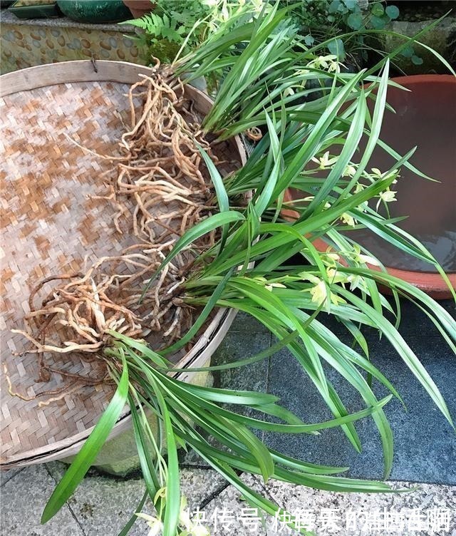 微酸性|厨房这1料,养兰“特有效”,一洒一喷,兰花生根快,新芽蹿不停!