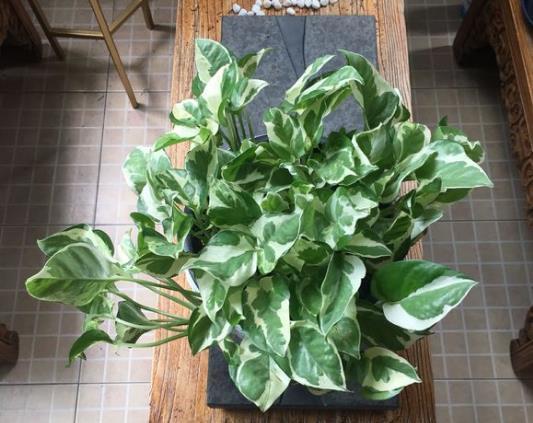 在寒冬养花，2种“水”不要浇，容易烂根和黄叶，影响美观！