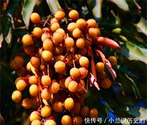 洗衣粉|古代没有洗衣粉，所以衣服是不是又臭又脏还很油？我们低估古人了