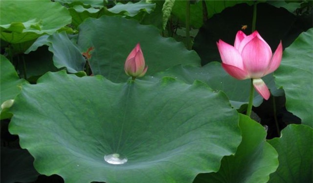 雨露&雨露荷花七首,杜甫写得清艳,李商隐写得忧伤,杨万里写得俏皮