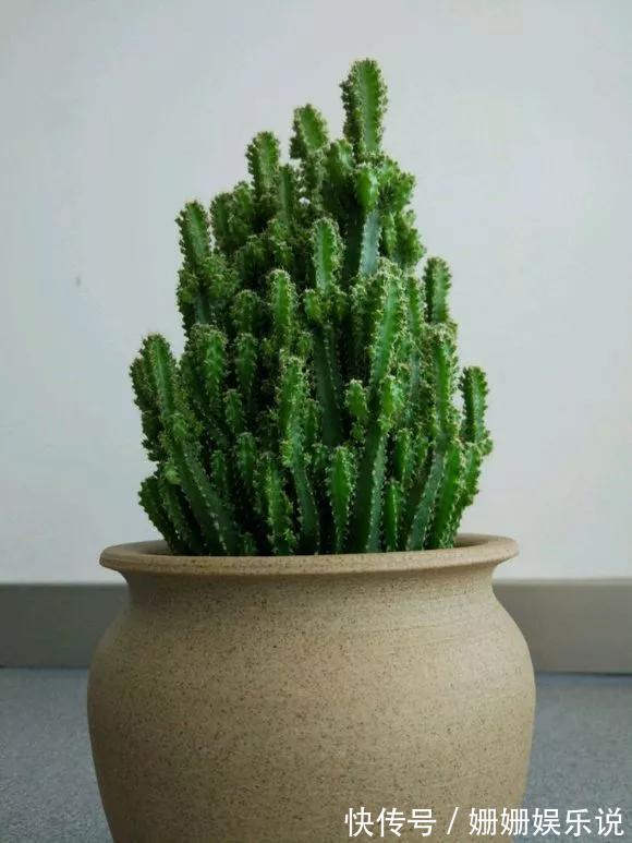 3种“丑花”,长得不怎么样,却能旺运镇宅,关键还好养