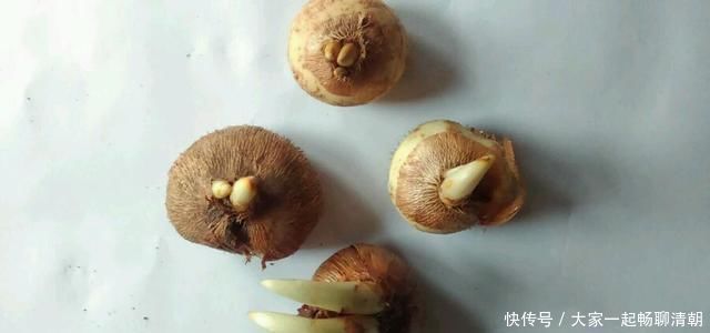 告别绿萝吊兰,此花更好养,丢土里就行,漂亮有芳香,是盆栽佳品