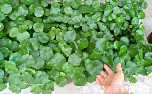 铜钱草“超爱”1种肥,半月浇1次,蹭蹭长爆盆,叶子比硬币大3倍