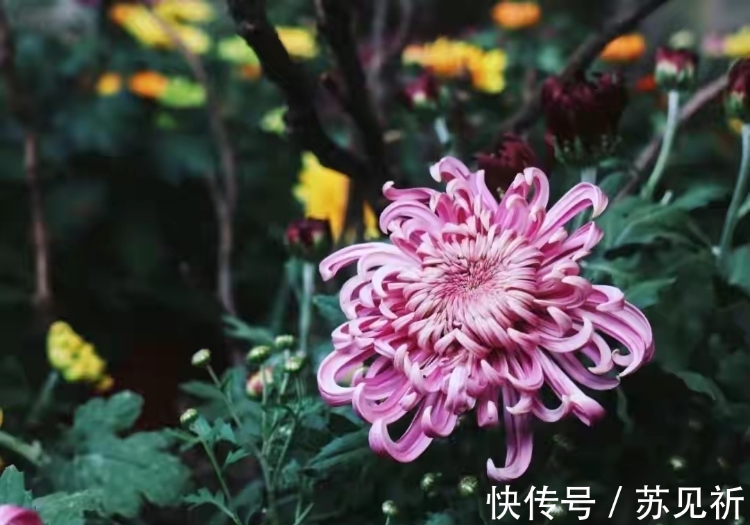 林叟@12首描述岁月静好的诗词!从如画美景到隐居之乐,你最喜欢哪首?