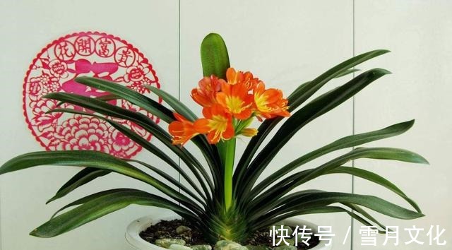 养君子兰时,做好这几点,保准让其越长越旺!