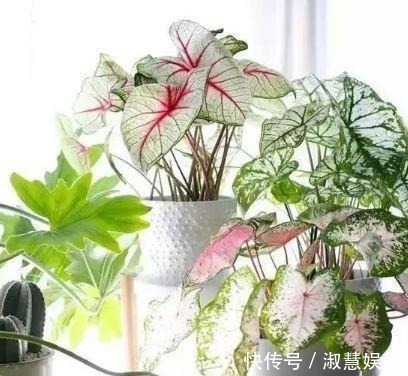 夏天家里养此款花,人养花,花也养人,空气清香去异味,漂亮好养