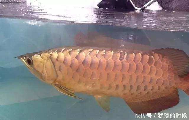 鱼缸和池还可以这样结合?只能说很有想法,有钱我也搞一个!