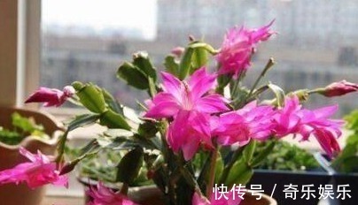 根壮|养蟹爪兰，盆里扔点“它”，根壮、叶绿，40天不管开爆盆，简单！