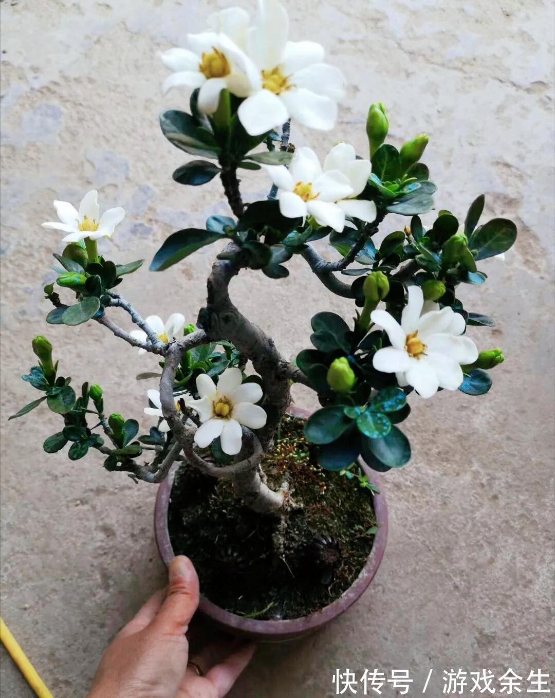 3种“小盆景”能香几十年,客厅养一盆,小巧高雅,富贵不俗