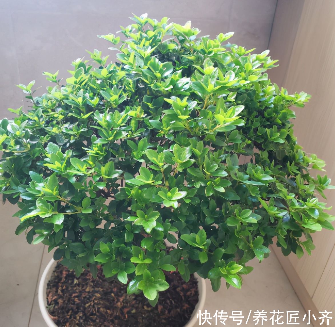 杜鹃花春天有“三勤”，做好叶子油绿满树新芽，到了花期就爆盆