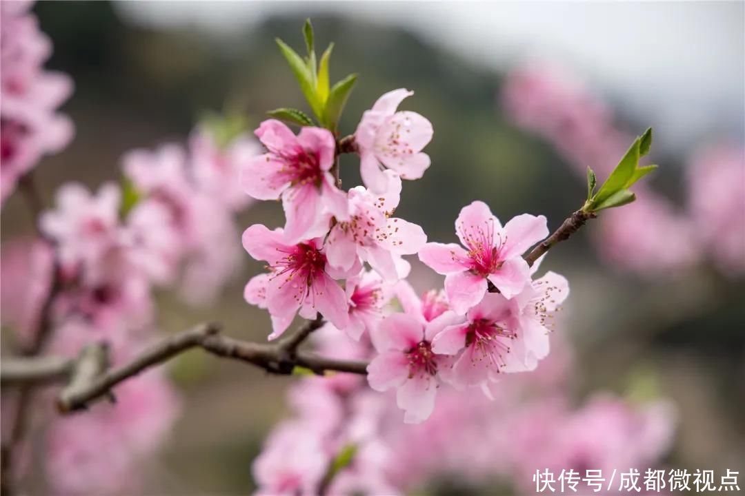 龙泉山第一波春花，来赏