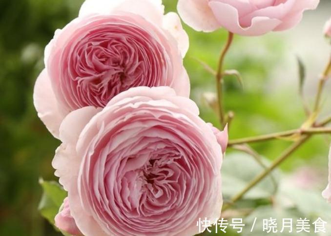 月季枝条不够壮开花少,该怎么办呢