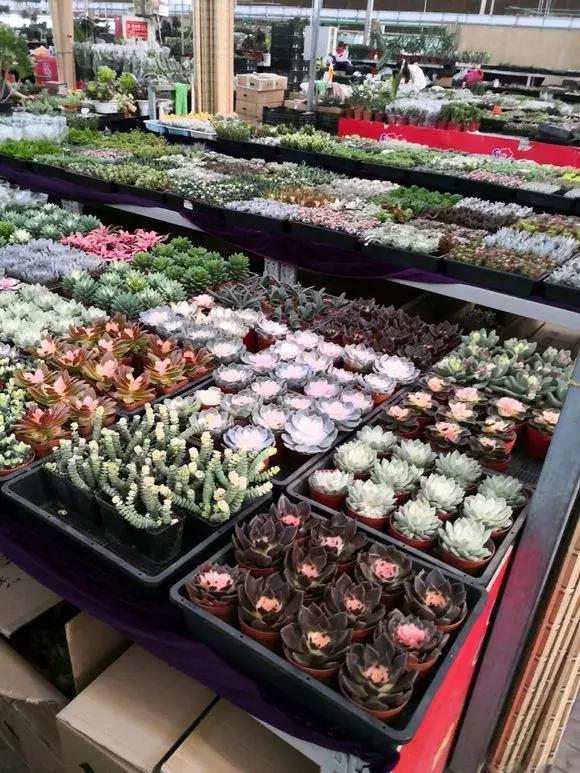 4种花再好看也别买，养不活不值钱，还惹一肚子气！