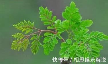 胃炎|胃痛别乱吃药, 多吃这些天然“养胃药”, 消炎袪火, 修复胃粘膜