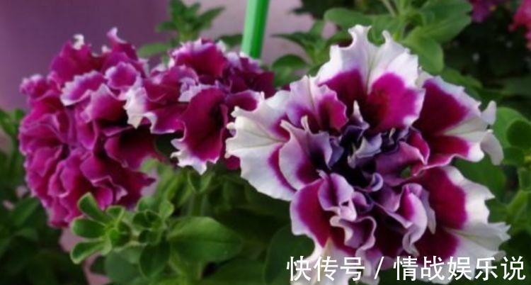 自带香味的几款花卉,家里摆1盆,比香水还好闻,优雅清新