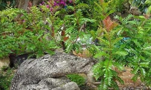 土壤|室内常摆放2种绿植,空气越来越好,让家人轻松拥有好睡眠