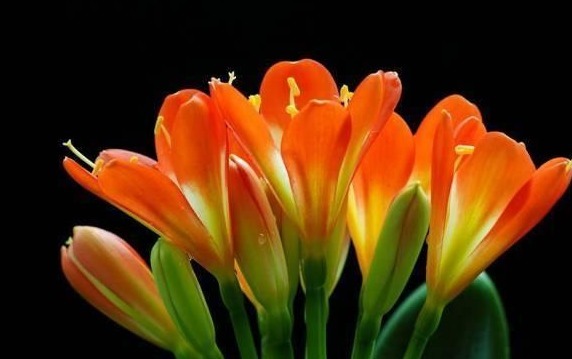 养君子兰得这样浇水,君子兰健壮不烂根,开花爆盆轻而易举