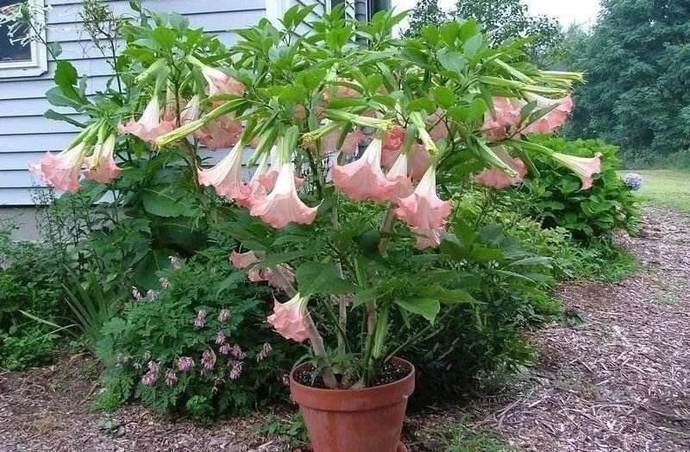 植物|野外多见全株有剧毒，村民却喜欢将其种在家中，这是为何呢