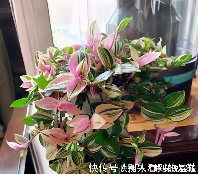 自带浪漫气质的油画婚礼吊兰,叶片似花一样好看,和吊兰一样好养